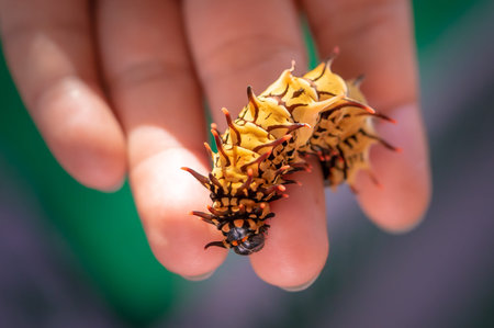 Beautiful yellow caterpillar creeps on a hand
