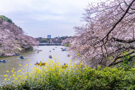 Tokyo; Japan - March 28; 2019: People are riding the Paddle boat in Chidorigafuchi Canal for viewing Cherry Blossom.のeditorial素材