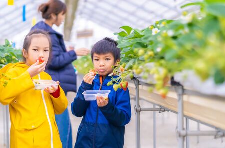 Family is picking up strawberry and eating strawberry buffet in Sendai hydroponic strawberry farmの写真素材
