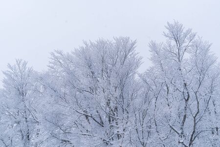 Beautiful woodland and tree cover with snow in Zao moutain Japanの写真素材