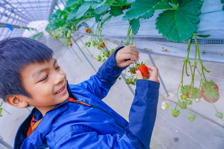 Asian children is havesting and eating fresh strawberry from greenhouse organic strawberry farmingの写真素材