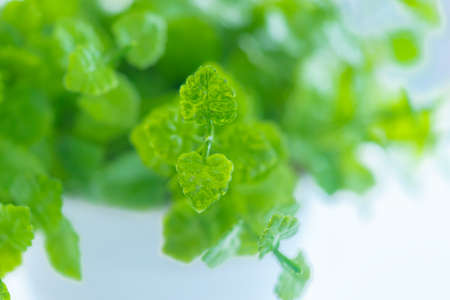 Bright small leaves on white background for abstract background.の写真素材