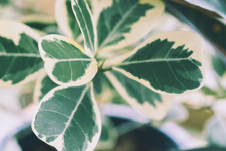 Bright small leaves on white background for abstract background.の写真素材