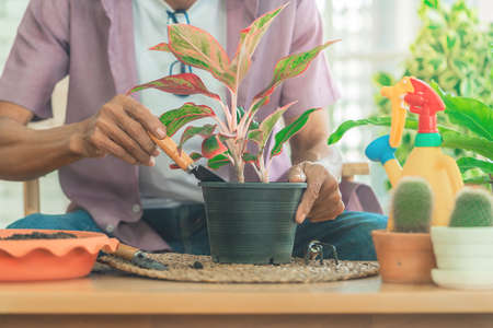 Senior retired man is planting inside his home for happy retirement relaxing lifestyle.の写真素材