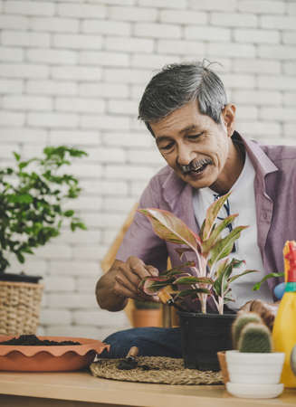 Senior retired man is planting inside his home for happy retirement relaxing lifestyle.の写真素材