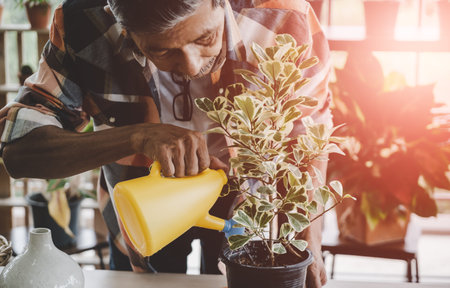 Senior Asian man is watering houseplant in his home gardening small business plant workshop.