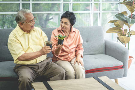 Happy senior couple is enjoying growing small houseplant at home together, for retirement hobby activity.の写真素材
