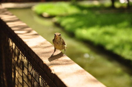 sparrow