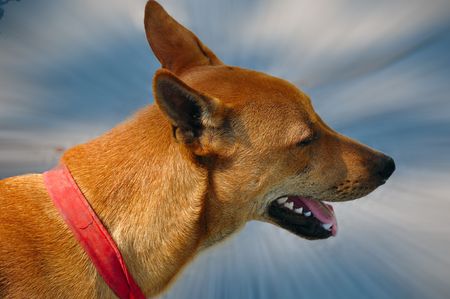 dog with red collarの写真素材