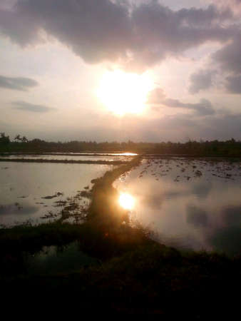 Sunset on the Rice fieldの素材