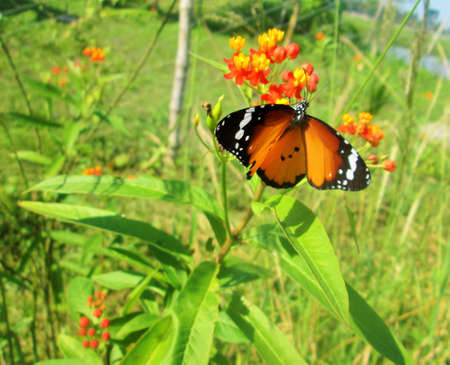 Butterfly and flowers in a garden.の写真素材