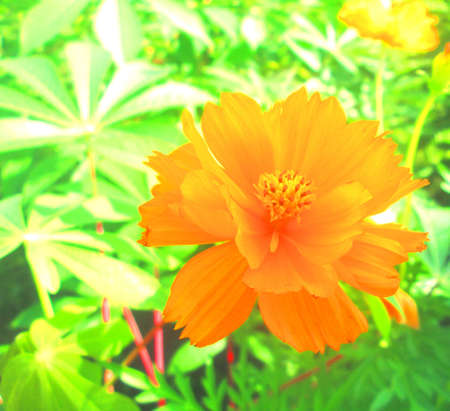 Yellow wild flower in the garden.の写真素材