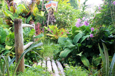 Wooden Bridge in the Orchardの写真素材