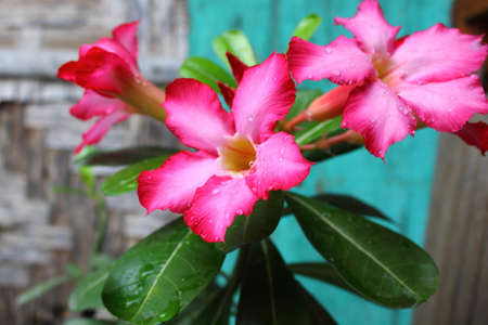 Blooming calachuchi flowersの写真素材