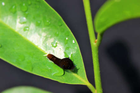 Maggot on green leaf.の写真素材