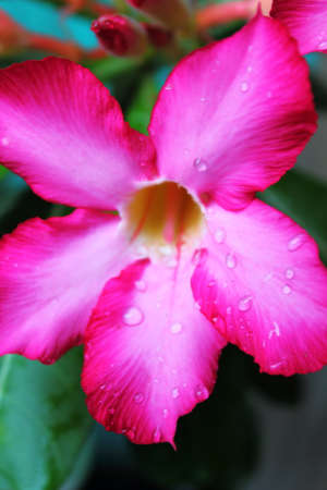 Pink Calachuchi flower.の写真素材