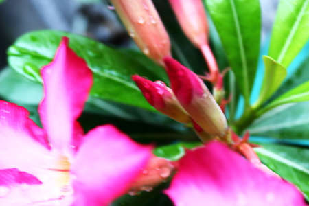 Flower buds with raindrops and green leaves.の写真素材