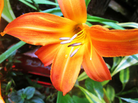 Beautiful flower in the garden.の写真素材