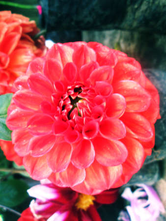 Dalia flower in the garden.の写真素材