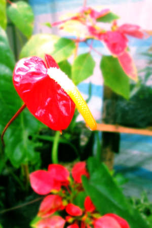 Red anthorium flower in the garden.の写真素材