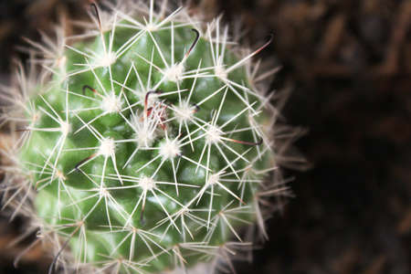 Cactus plantの写真素材