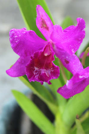 Red Flowers Orchid in the garden with a scientific name of Cattleya Aclandiaeの写真素材