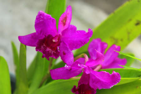 Cattleya Orchid with red flowers in the garden.の写真素材