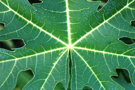 Papaya green leaf in close-up shot.の写真素材