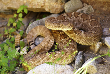 Western Diamondback Rattlesnake seen by Bill Williams river