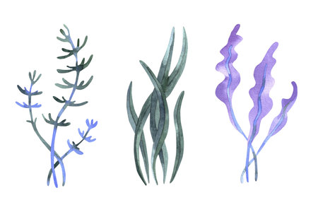 Set of watercolor seaweed. Watercolor algae hand drawn illustration, isolated on whiteの写真素材