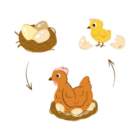 Chicken hatch stage vector illustration. Neat with chicken eggs. Newborn yellow cute chickenのイラスト素材