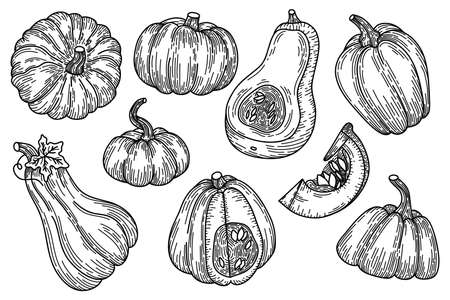 Pumpkins sketch vector illustration. Autumn harvest vegetables engraving collection for Halloween and Thanksgiving design. Hand drawn agriculture and farm isolated elements set on white.のイラスト素材