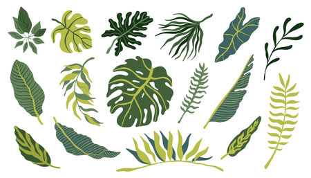 Tropical vector hand drawn leaves collection in trendy colors on white background. Monstera leaves, banana leaves, alocasia set on whiteのイラスト素材