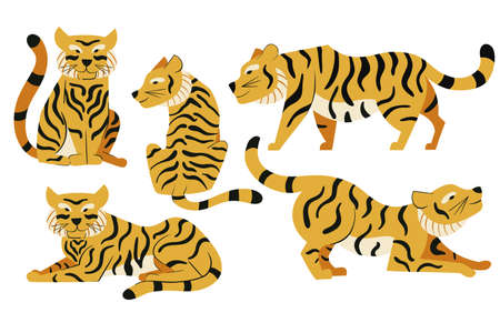 Set of vector cute tigers in flat design. Wild cats illustration isolated on white backgroundのイラスト素材