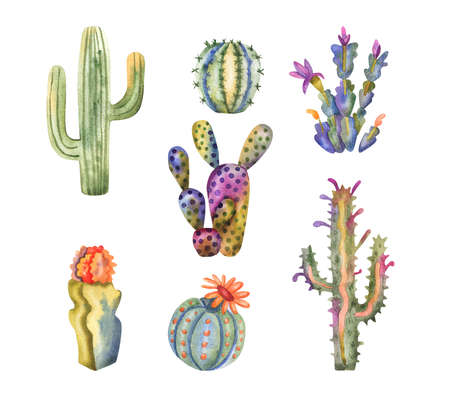 watercolor cacti collection. Hand drawn cactus and succulents isolated on white backgroundの写真素材