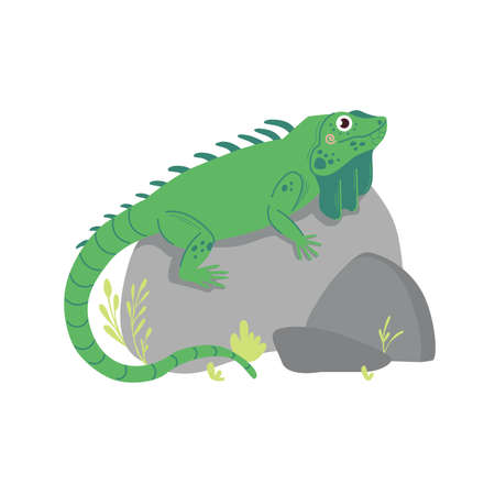 Cute green Iguana with long tail on stones. Zoo cute animal for kids designのイラスト素材