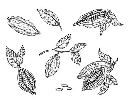 Cocoa vector set illustration in sketch style for chocolate design. Hand drawing cocoa beans on white.のイラスト素材