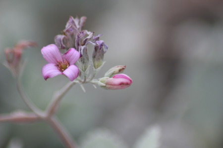 Flower in macroの写真素材