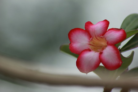 Flower in macroの写真素材