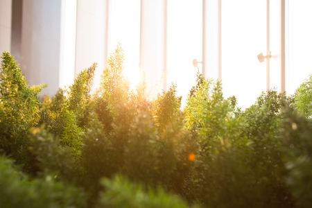 Closeup of beautiful green moss tree, Foxtail fern (Asparagus Densiflorus)の写真素材