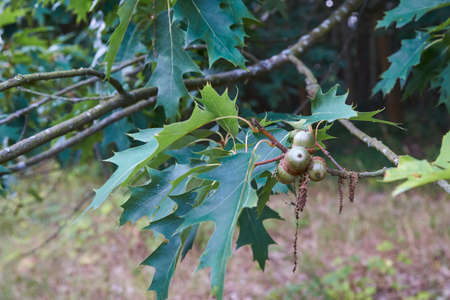 oak with acornsの写真素材
