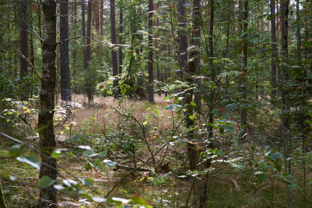 cobwebs in the forestの写真素材