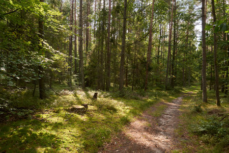 sunny forestの写真素材