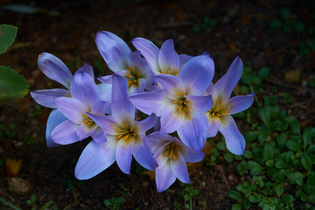 blue flowersの写真素材