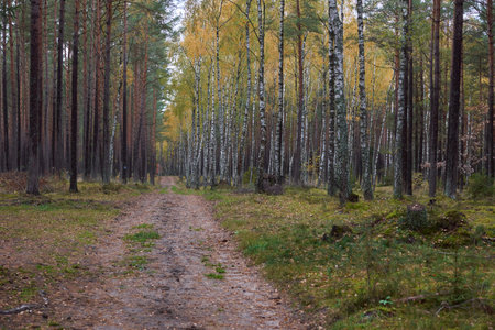 mixed forestの写真素材