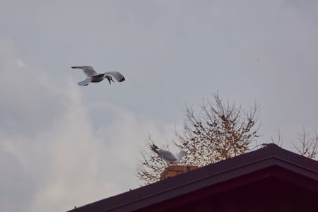 flying seagullの写真素材