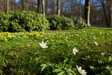 flower meadowの写真素材