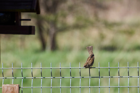 sparrow on the fenceの写真素材