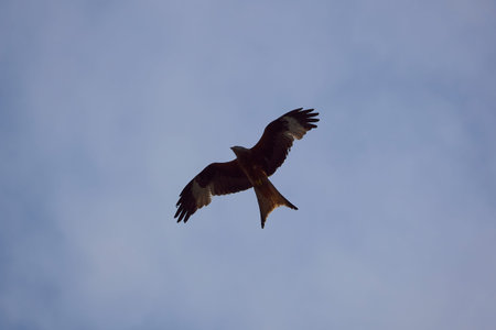 red kite
