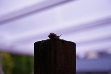 snail on a poleの写真素材